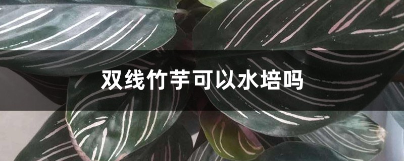 雙線竹芋可以水培嗎