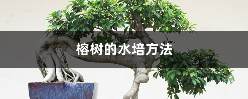 榕樹的水培方法