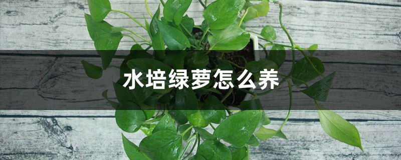 水培綠蘿怎么養(yǎng)