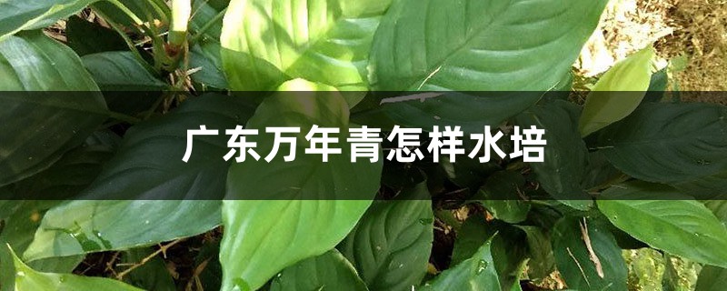 廣東萬年青怎樣水培