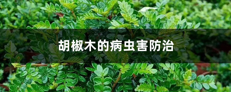 胡椒木的病蟲害防治