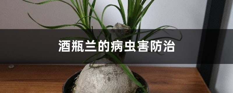 酒瓶蘭的病蟲害防治