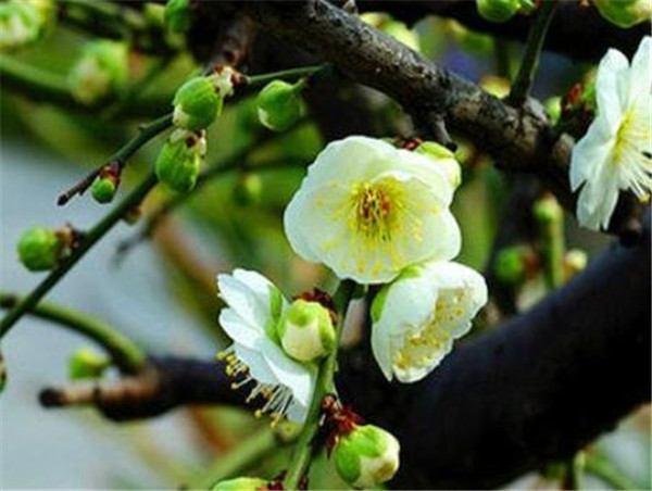 綠梅花和白梅花一樣嗎 綠梅的花期和花語