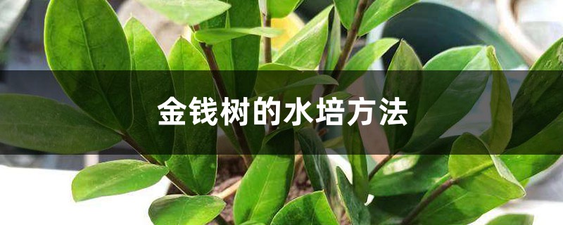 金錢樹的水培方法