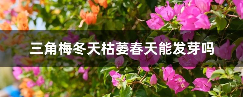 三角梅冬天枯萎春天能發(fā)芽嗎