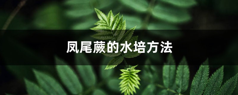 鳳尾蕨的水培方法