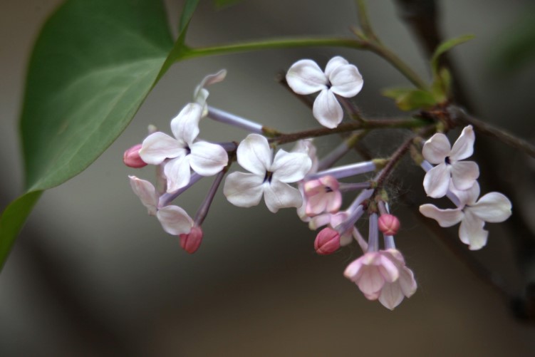 忻州市的市花是什么？