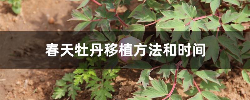 春天牡丹移植方法和時(shí)間