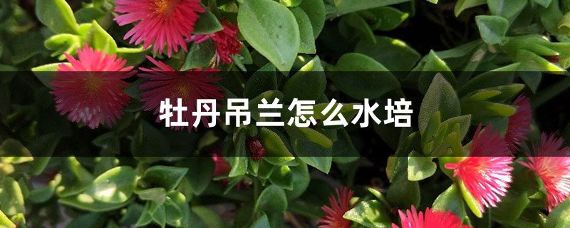 牡丹吊蘭怎么水培