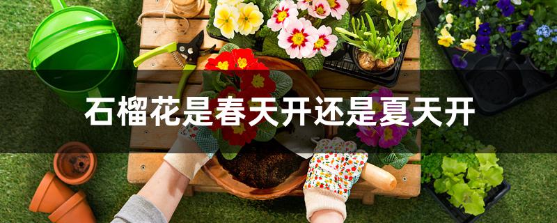 石榴花是春天開(kāi)還是夏天開(kāi)