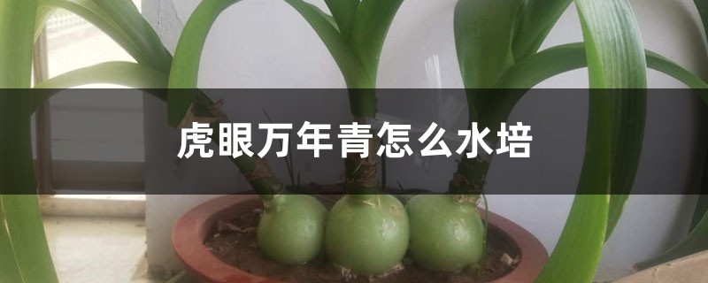 虎眼萬年青怎么水培