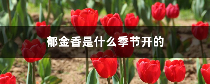 郁金香是什么季節(jié)開的，開花后的養(yǎng)護(hù)方法