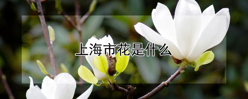 上海市花是什么