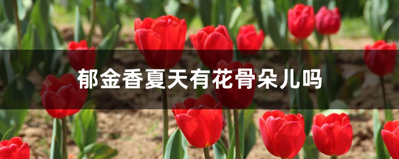 郁金香夏天有花骨朵兒嗎，夏天怎么養(yǎng)