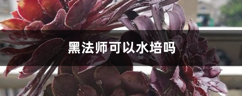 黑法師可以水培嗎