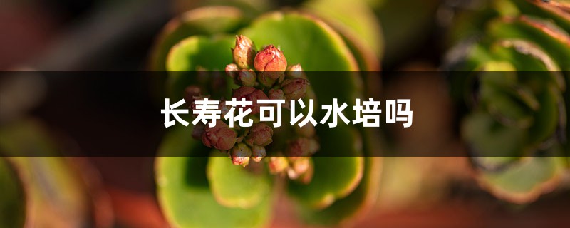 長壽花可以水培嗎