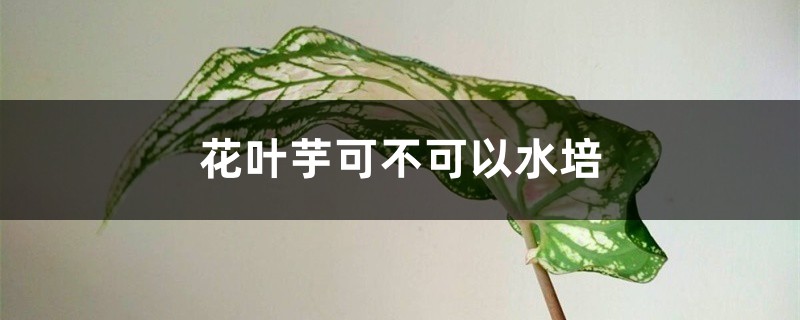 花葉芋可不可以水培