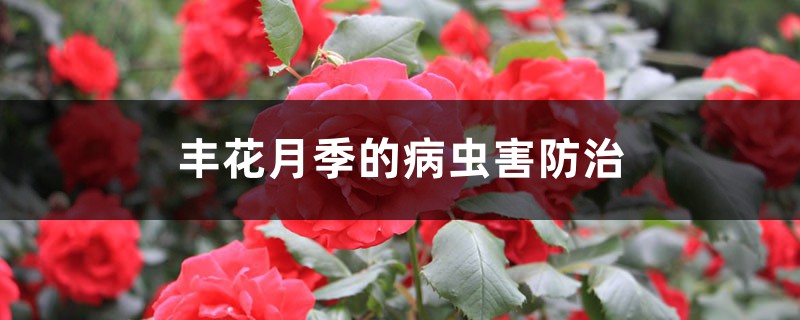 豐花月季的病蟲害防治