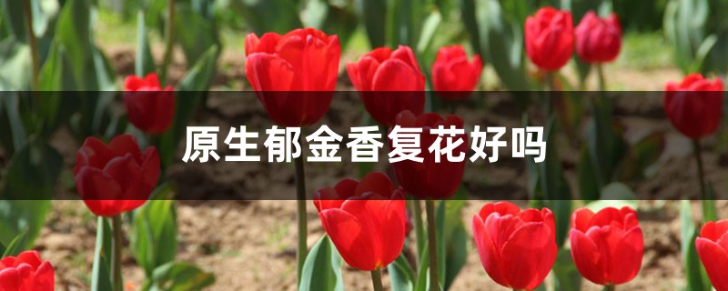 原生郁金香復(fù)花好嗎，每年都開花嗎