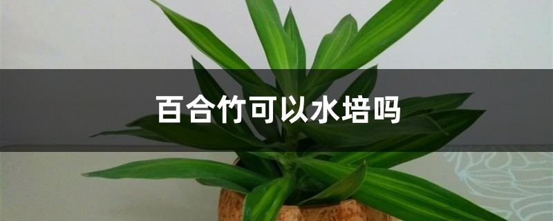 百合竹可以水培嗎