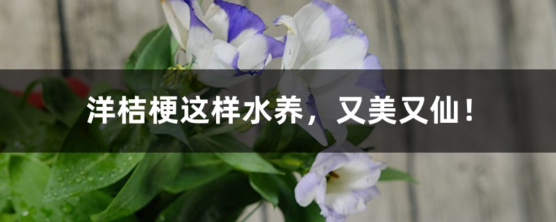 洋桔梗這樣水養(yǎng)，又美又仙！