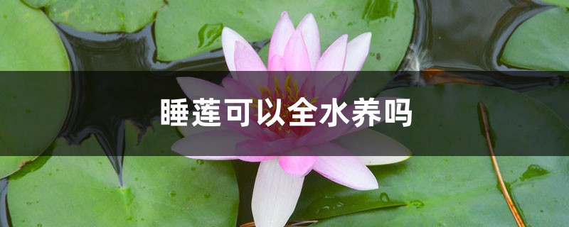 睡蓮可以全水養(yǎng)嗎