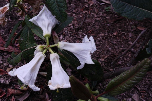 百合花杜鵑的病蟲害防治