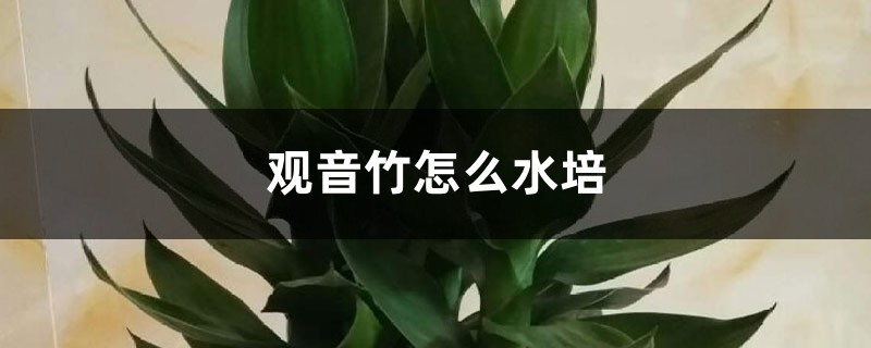 觀音竹怎么水培