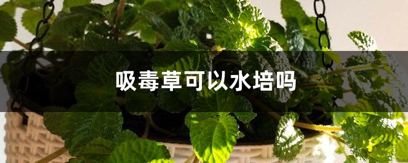 吸毒草可以水培嗎