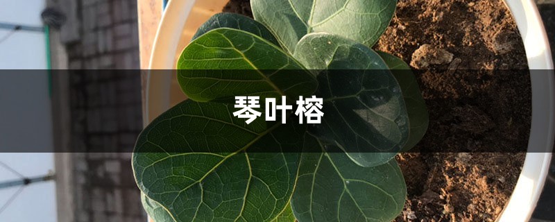 琴葉榕可以水培嗎，這樣養(yǎng)觀賞效果更佳！