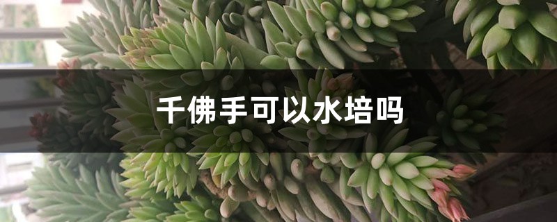 千佛手可以水培嗎