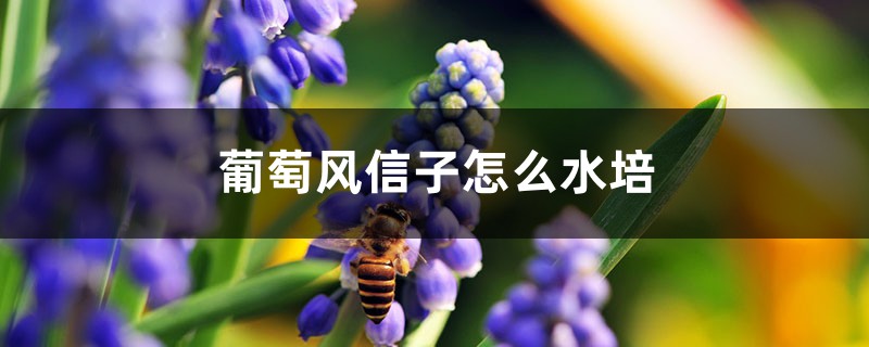 葡萄風(fēng)信子怎么水培