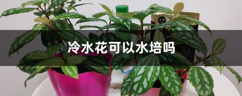 冷水花可以水培嗎