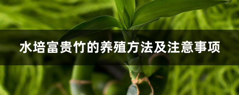 水培富貴竹的養(yǎng)殖方法及注意事項