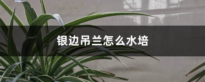 銀邊吊蘭怎么水培