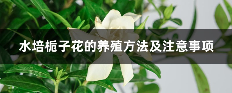 水培梔子花的養(yǎng)殖方法及注意事項