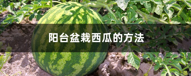 陽(yáng)臺(tái)盆栽西瓜的方法