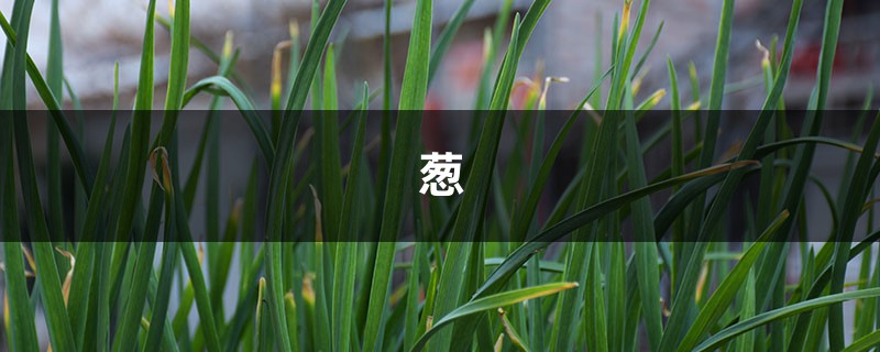 山東銷毀“毒大蔥”！想吃放心菜，只能陽(yáng)臺(tái)自己種了！