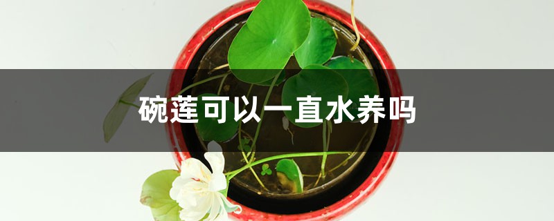 碗蓮可以一直水養(yǎng)嗎