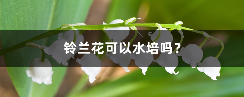 鈴蘭花可以水培嗎？