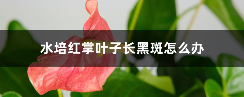 水培紅掌葉子長黑斑怎么辦