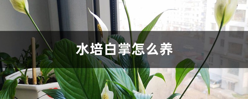 水培白掌怎么養(yǎng)