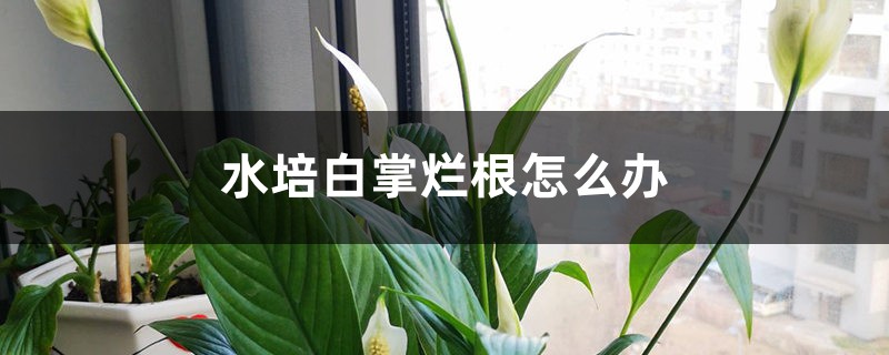 水培白掌爛根怎么辦