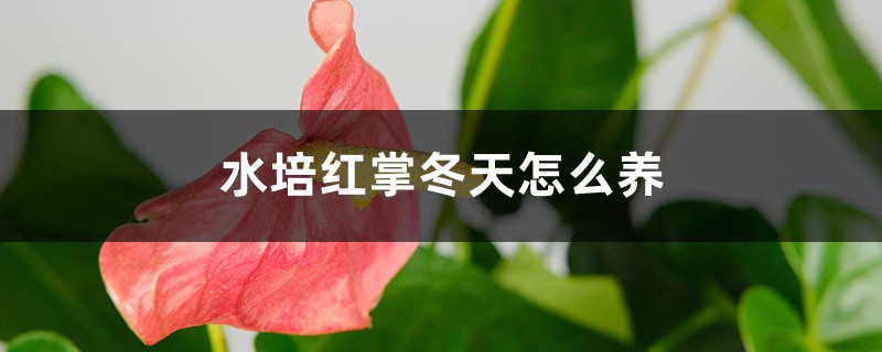 水培紅掌冬天怎么養(yǎng)