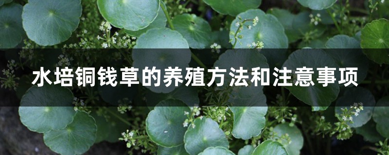 水培銅錢草的養(yǎng)殖方法和注意事項