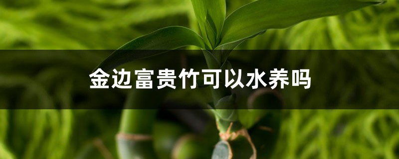 金邊富貴竹可以水養(yǎng)嗎