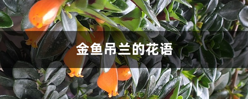 金魚吊蘭的花語和寓意，送人有什么禁忌