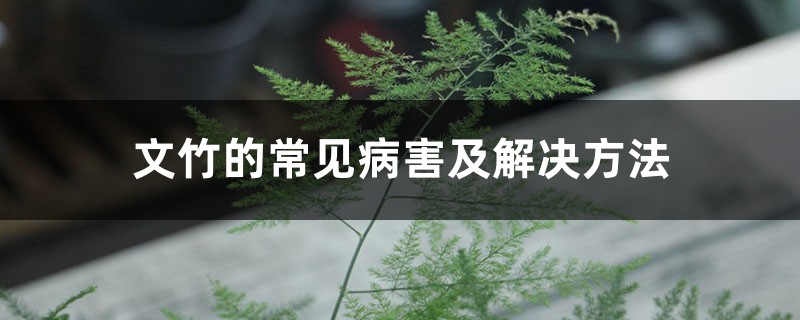 文竹的常見病害及解決方法