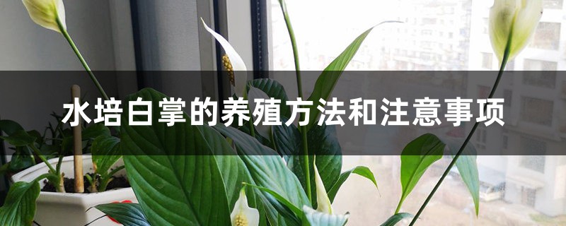 水培白掌的養(yǎng)殖方法和注意事項