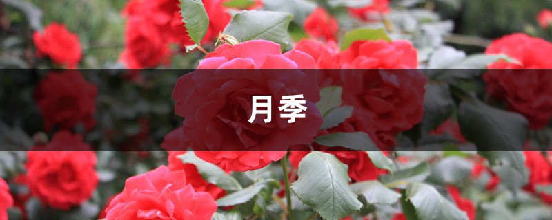 月季=藥罐子？學(xué)會這5個技巧，保你月月開花不招蟲！